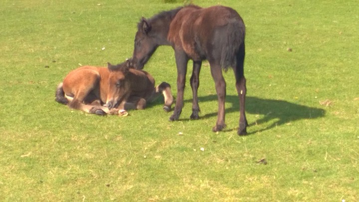 Residents of Holy Isle - 2 wild foals