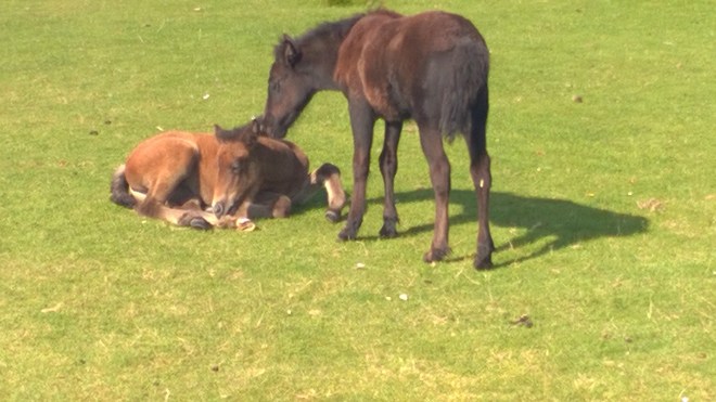 Residents of Holy Isle - 2 wild foals