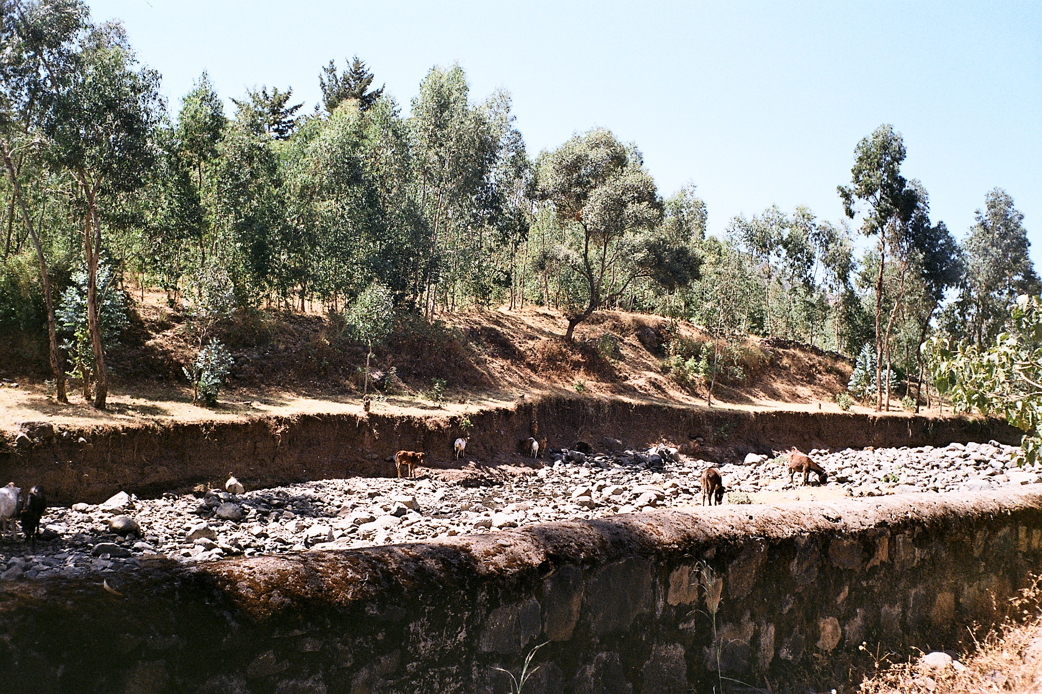 Cattle in stream.Wllqa