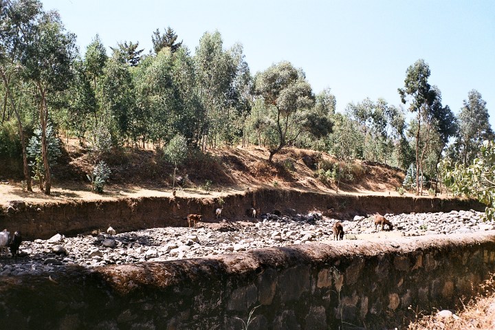 Cattle in stream.Wllqa