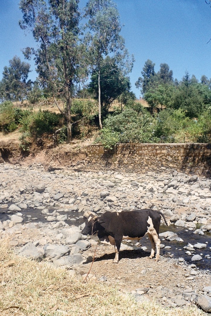 Cow in stream nr Wolleqa