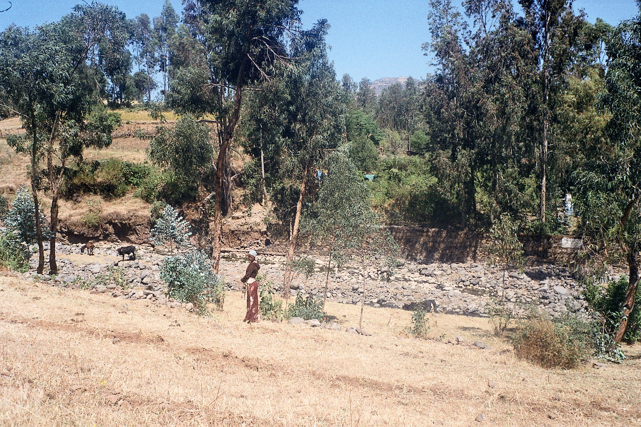 Edge of stream Nr.Wolleqa