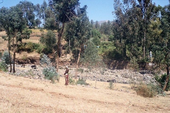 Edge of stream Nr.Wolleqa