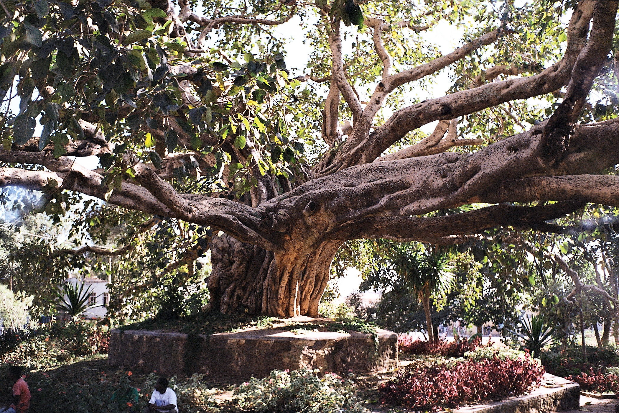 Tree in Gondar
