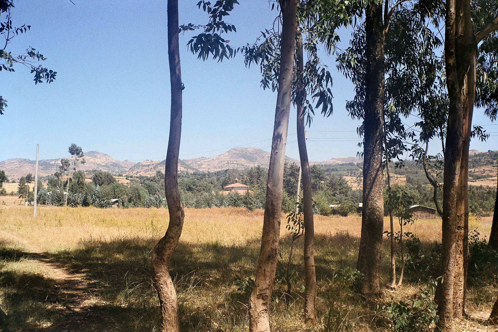 Trees:view nr.Wolleqa